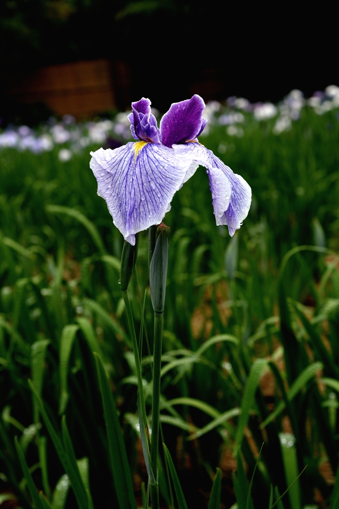 今年も有難うー1