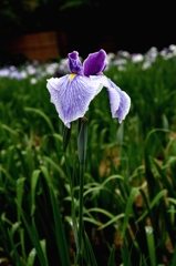 今年も有難うー1