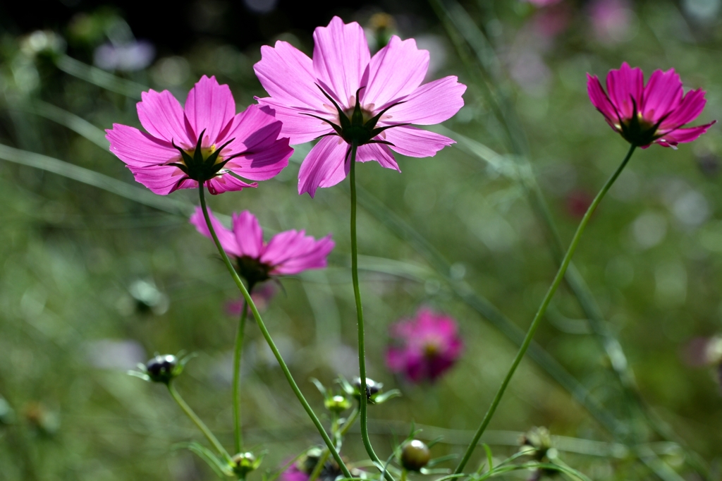 秋の一コマー１