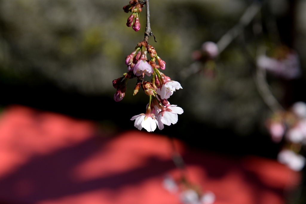 密蔵院のさくらー６