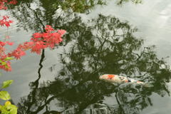 紅葉は一部