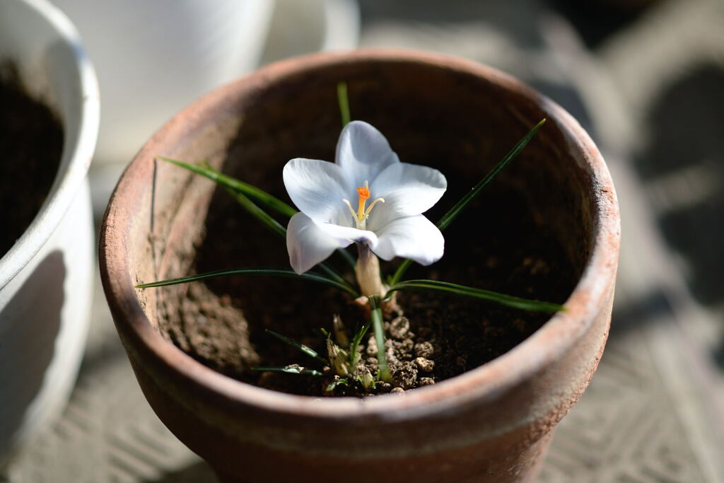 身近な 花ー２