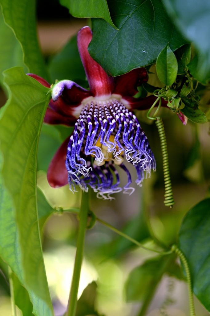 温室ー１トケイソウ