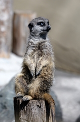 囚われの身－１