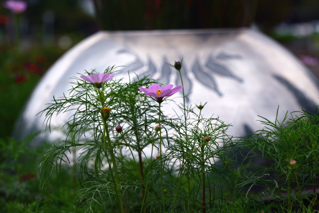 秋桜　-1
