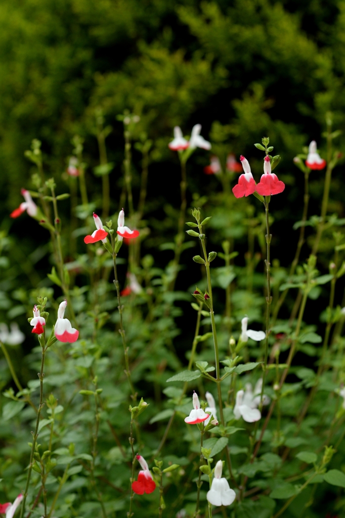 梅雨の晴れ間にー1