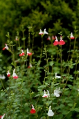 梅雨の晴れ間にー1
