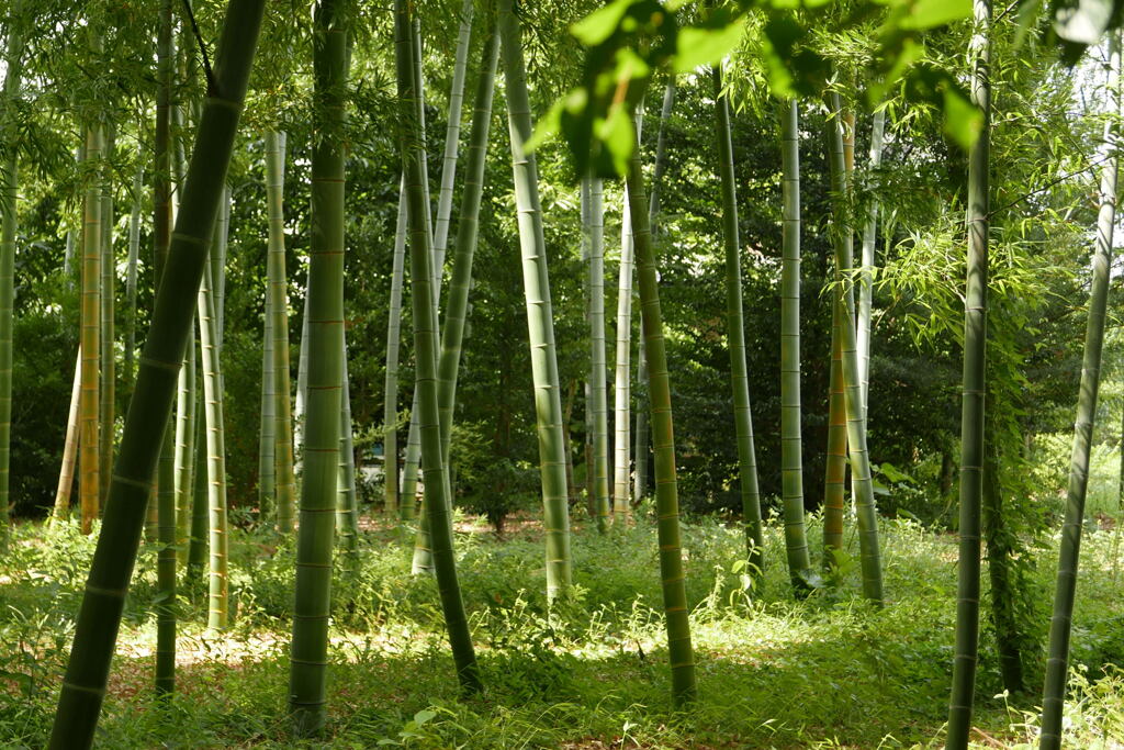 爽やか　竹林 —1