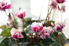 元旦の花—1