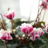 元旦の花—1