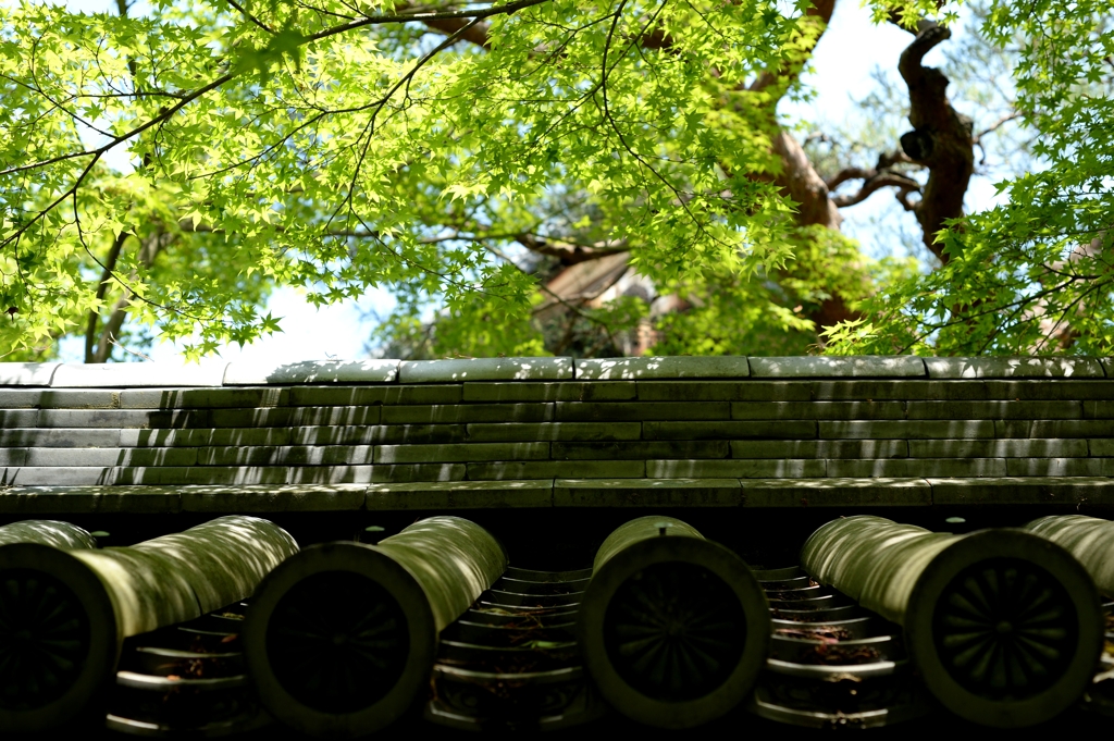 新緑の永観堂（京都）－9