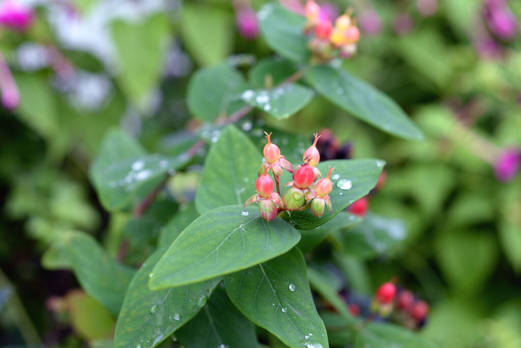 長　雨 －２