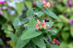 長　雨 －２