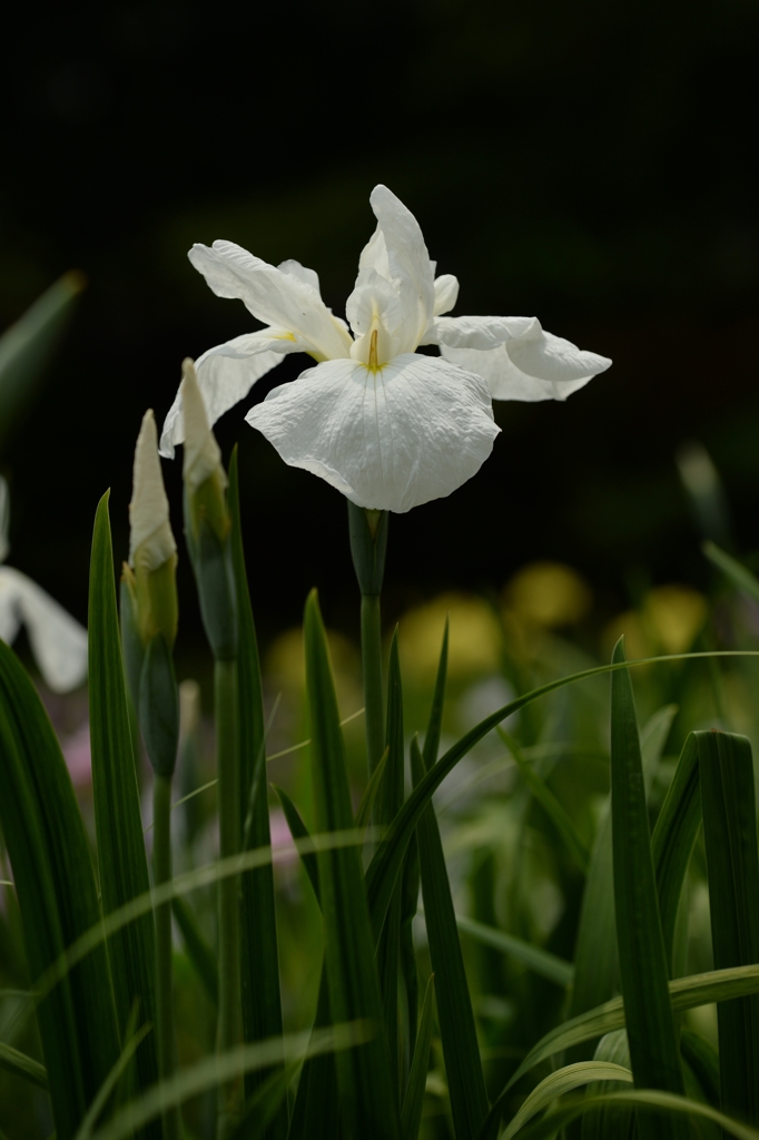 染谷の花菖蒲ー4