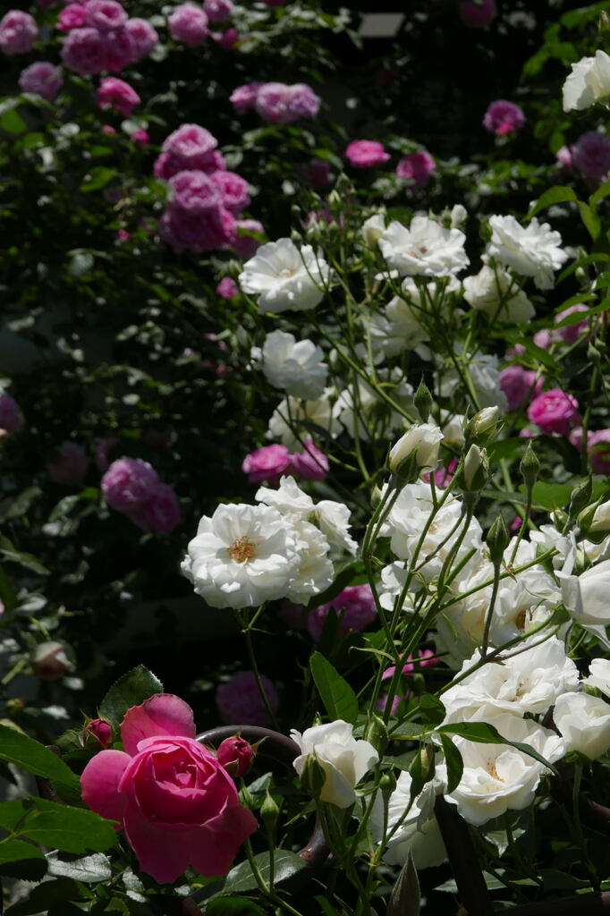 ご近所の花たち ー2