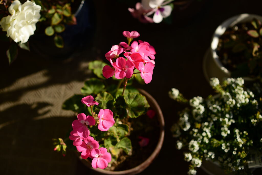 冬の小さな花―２