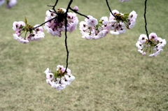 名残のサクラーｃ