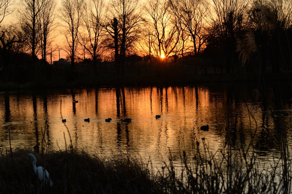 夕方の見沼池ー2