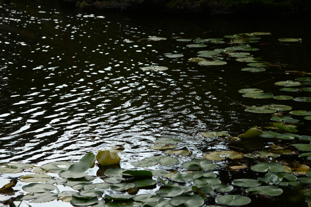 見沼自然公園の池でーｂ