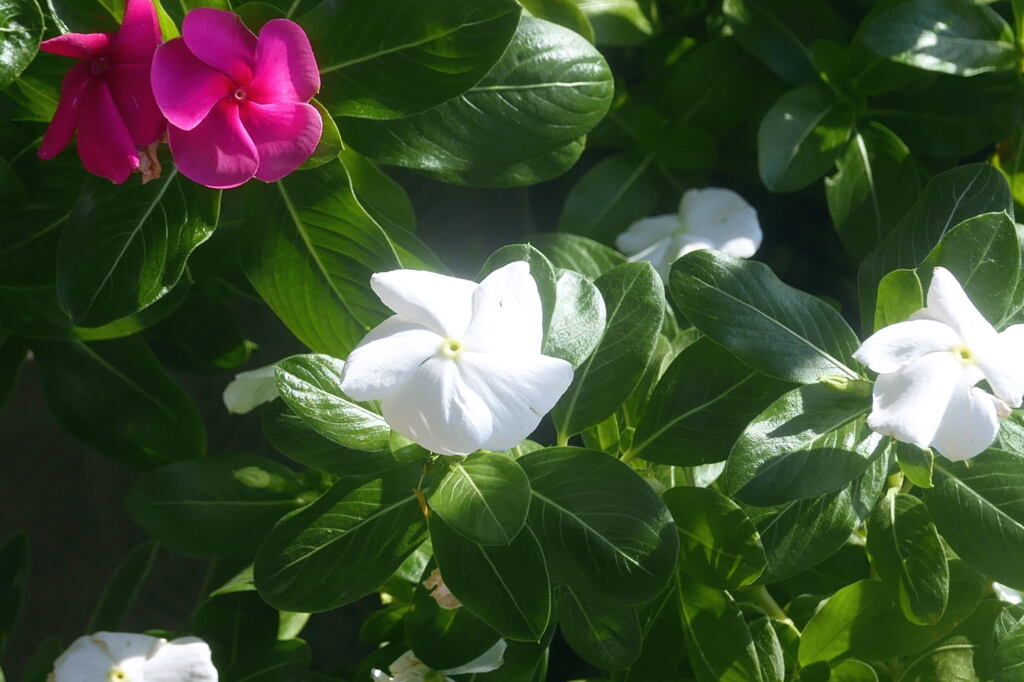 ベランダ の花―1