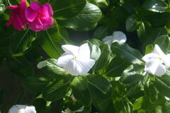 ベランダ の花―1