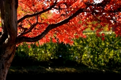 陽に映えるとー1ｃ