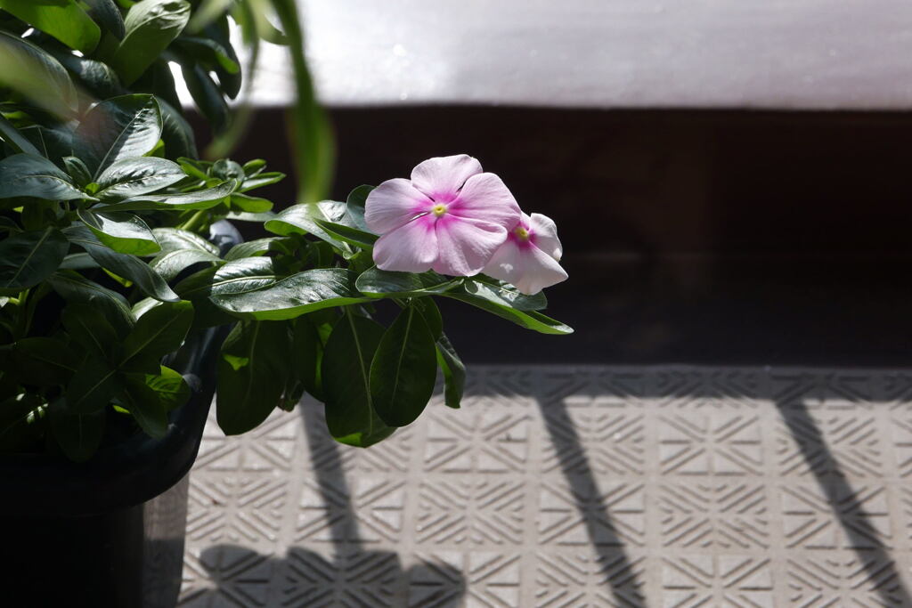  ベランダの 花 ー1
