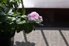  ベランダの 花 ー1