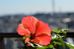 近くの花ー1