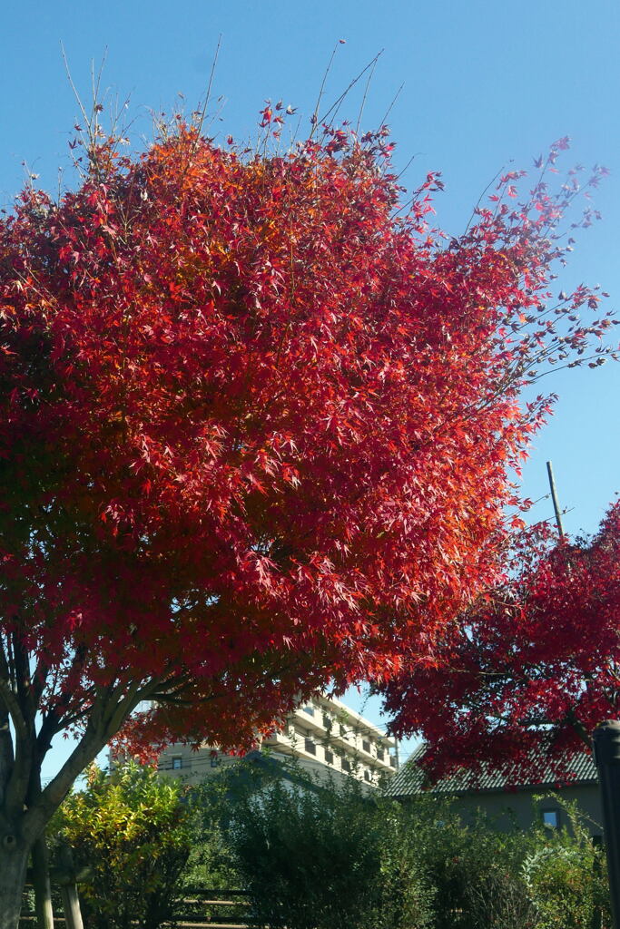  名残惜しい 秋 ー2