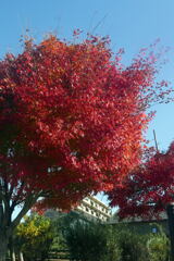  名残惜しい 秋 ー2