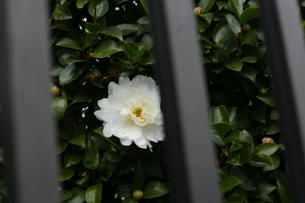 控えめに咲く ー1