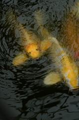 八月の記憶からーc