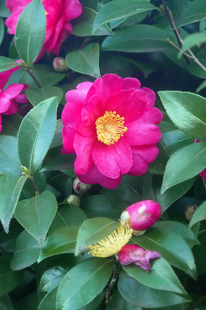 今年も同じに 咲いた ―2