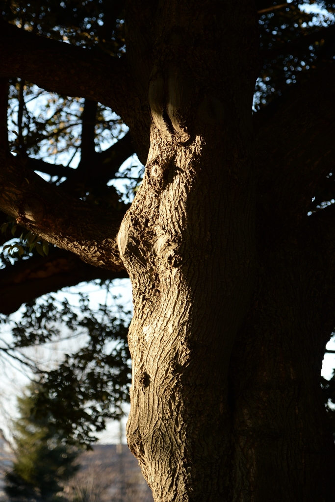 人の顔の様なー2