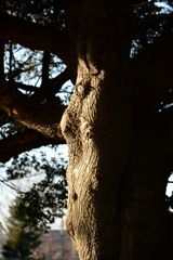 人の顔の様なー2