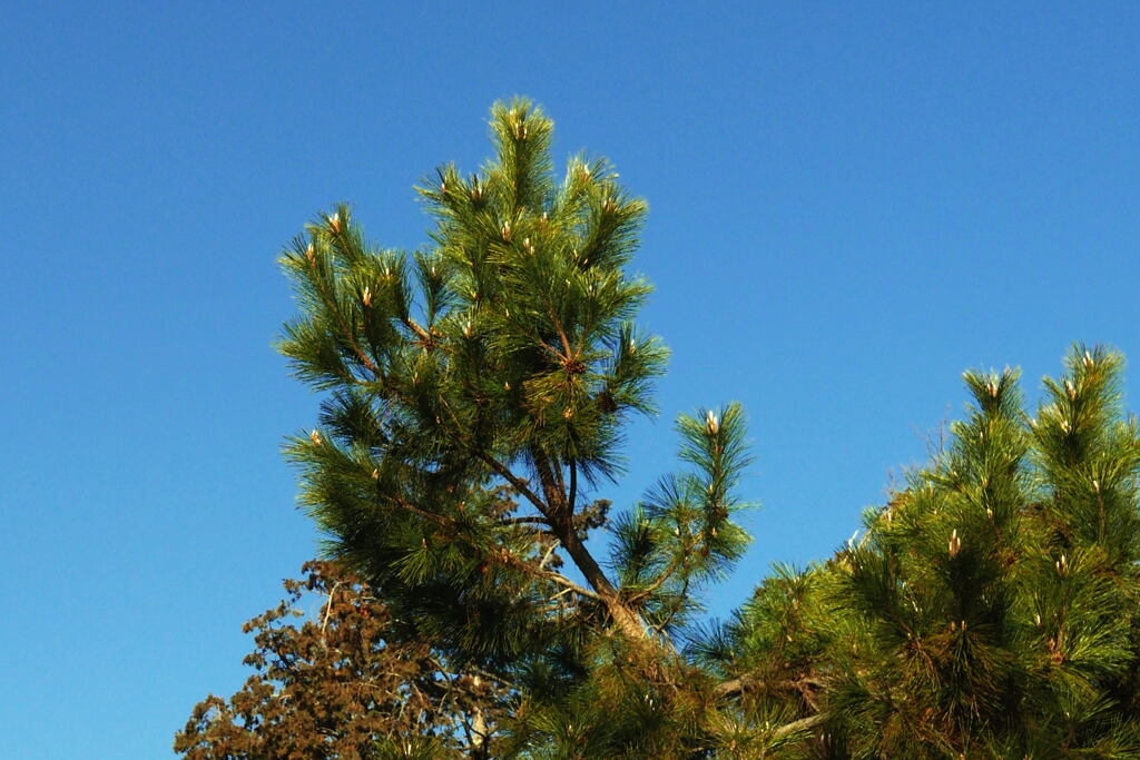  春 が 近 い ―2