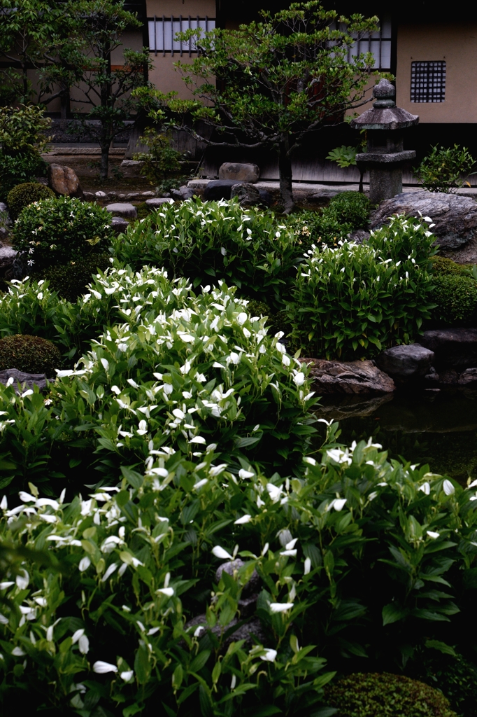 半夏生の両足院ー１