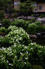 半夏生の両足院ー１