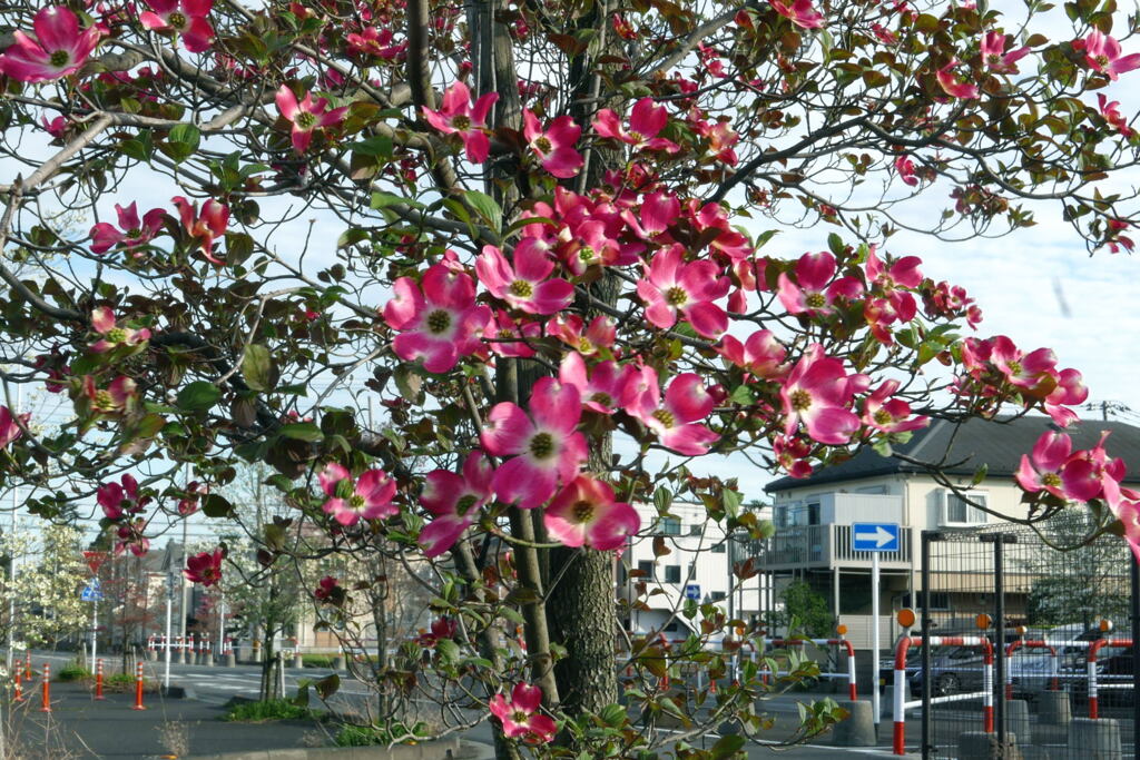 花水木の街路樹 ー2