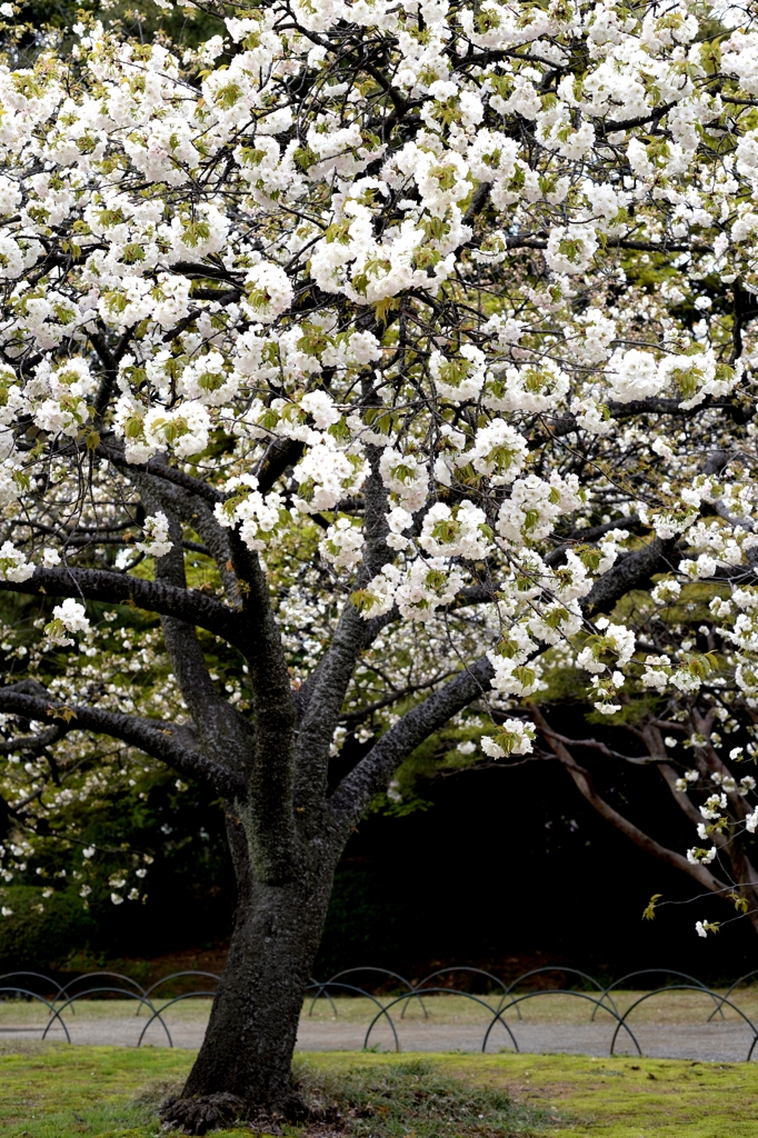 名残のサクラーｂ