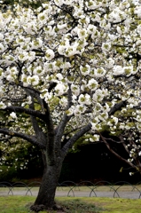 名残のサクラーｂ