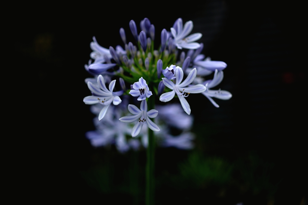 引き寄せられー1