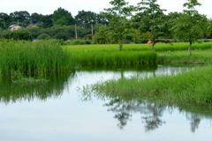 見沼の里　－1