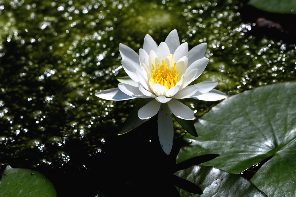 今、盛んにー２