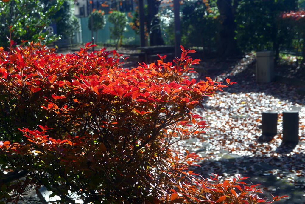 名残惜しい 秋色―1