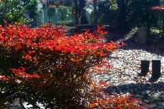 名残惜しい 秋色―1