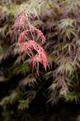 薬用植物園で」-3