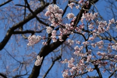 花　見　-2