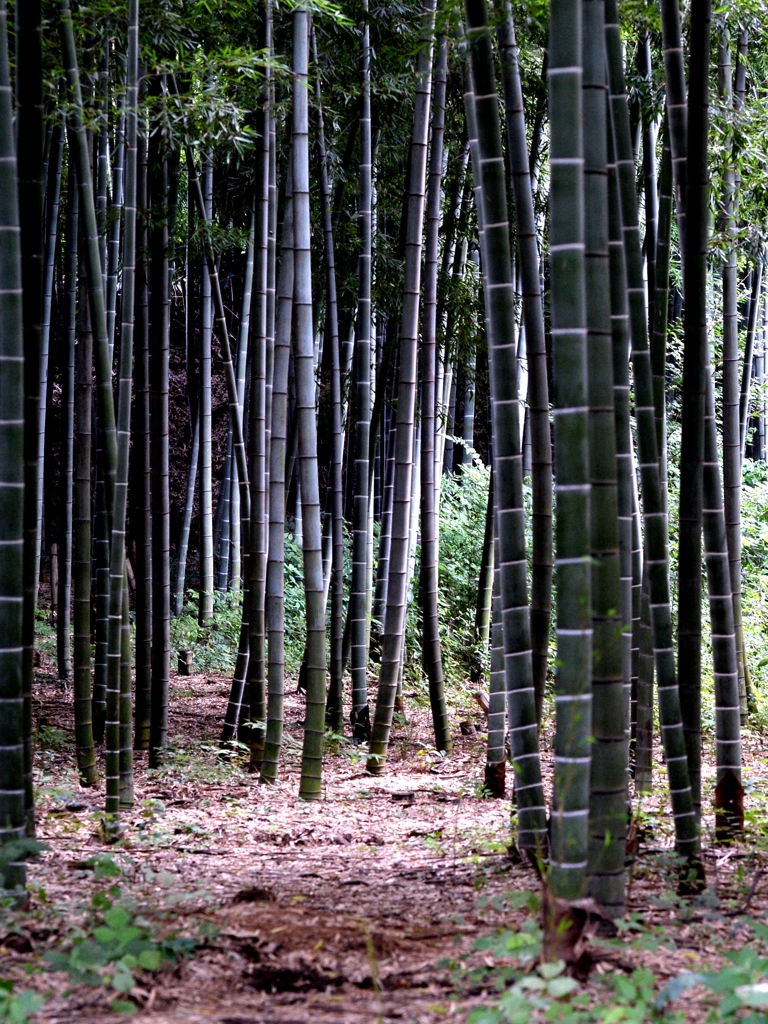 見沼の竹林